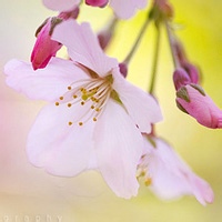 沙漠里的仙人掌